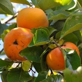 thumbnail for publication: Cultivares de Caqui Japonés en Florida